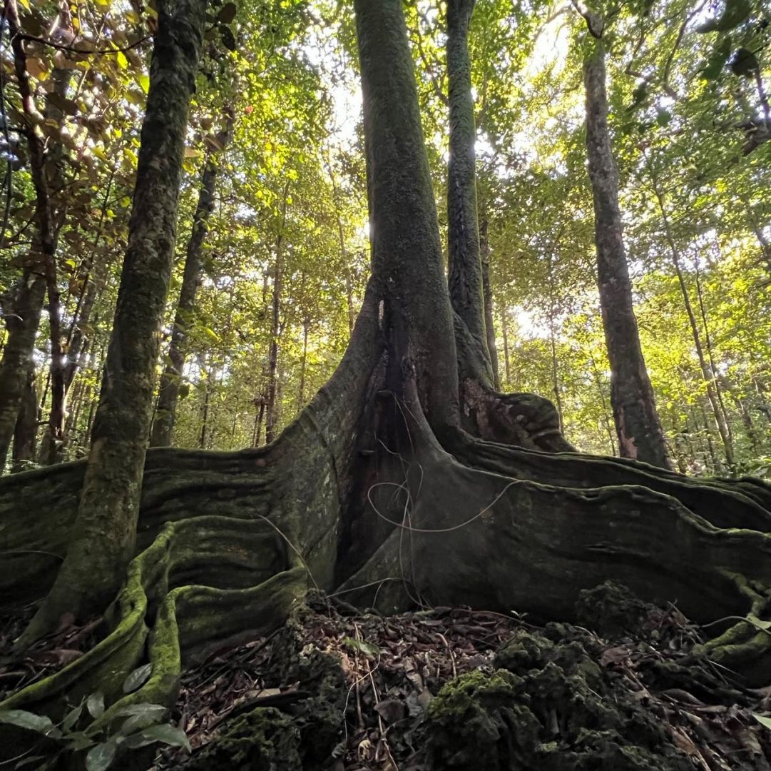 a large tree with many roots