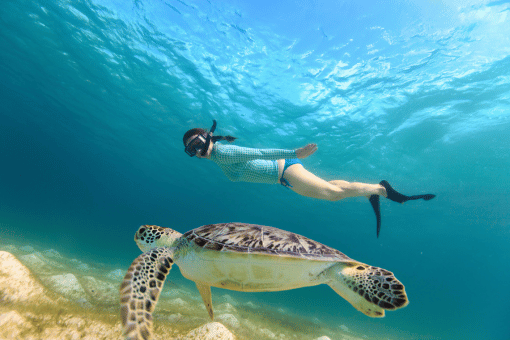 Snorkelling with turtlesNiue