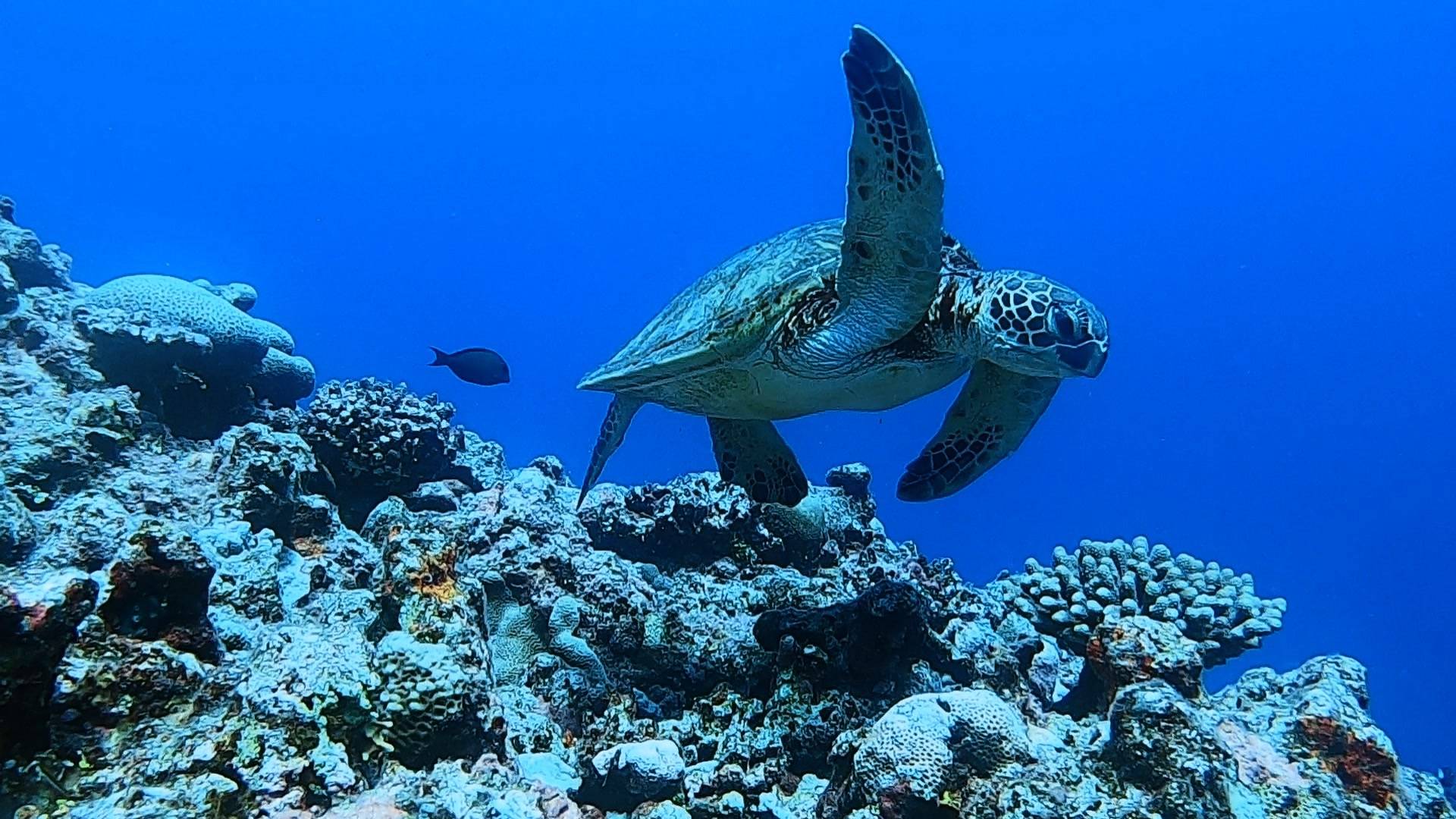 a turtle swimming in the water