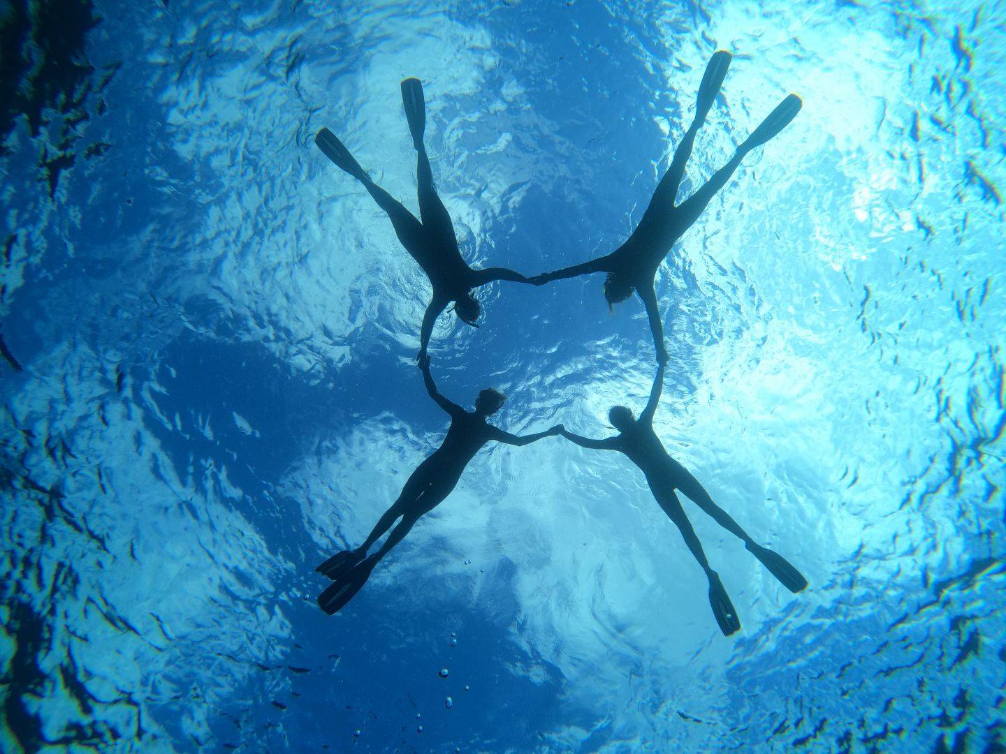 a group of fish swimming in the water