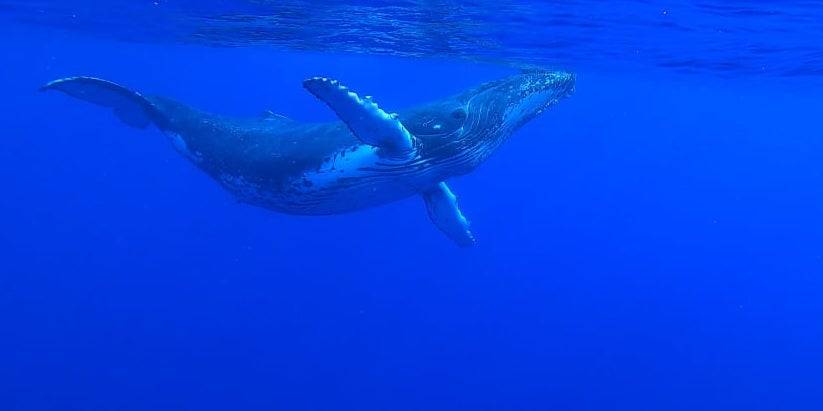 whale in ocean