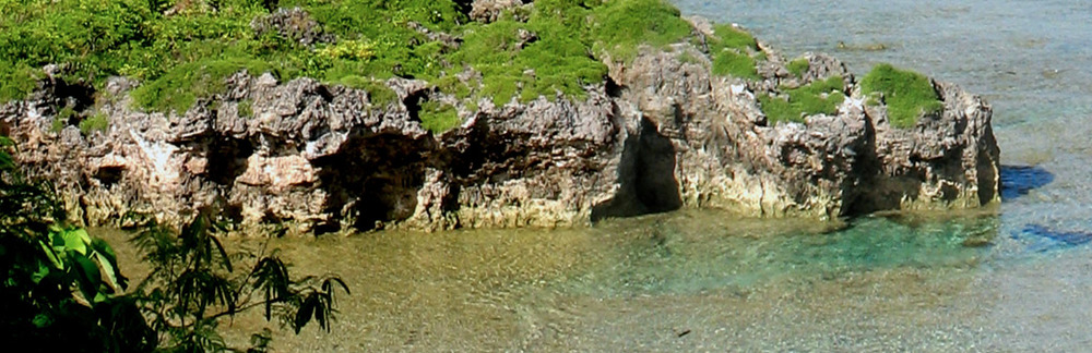 a rocky beach with plants and water