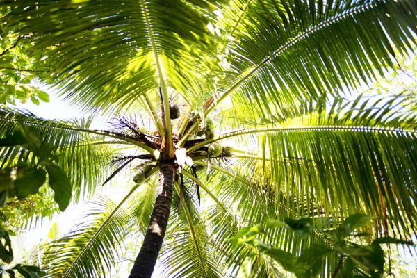 a group of palm trees