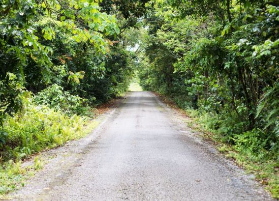 a dirt road in a forest
