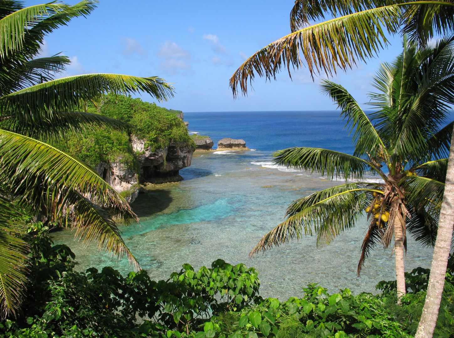 a tropical beach with palm trees