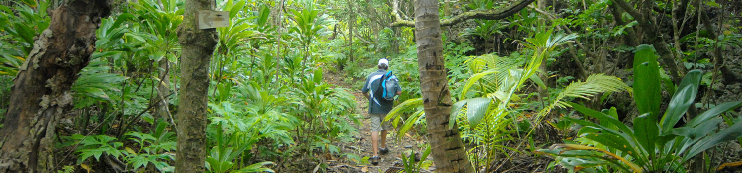 a person walking in a forest