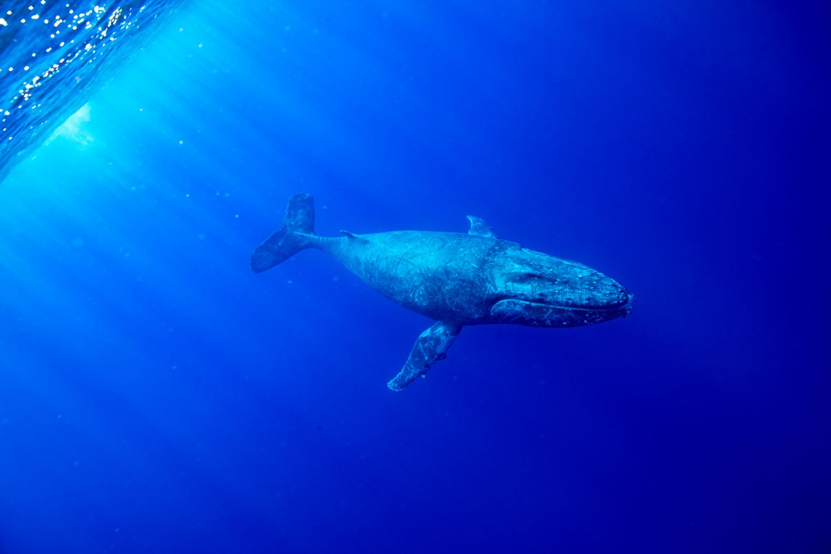 whale in deep blue ocean