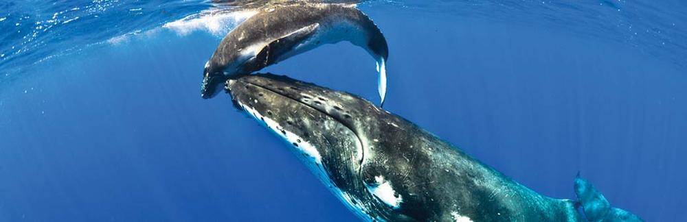 two whales in ocean