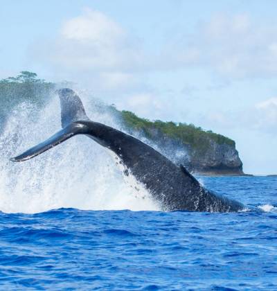 whales niue