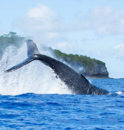 whales niue